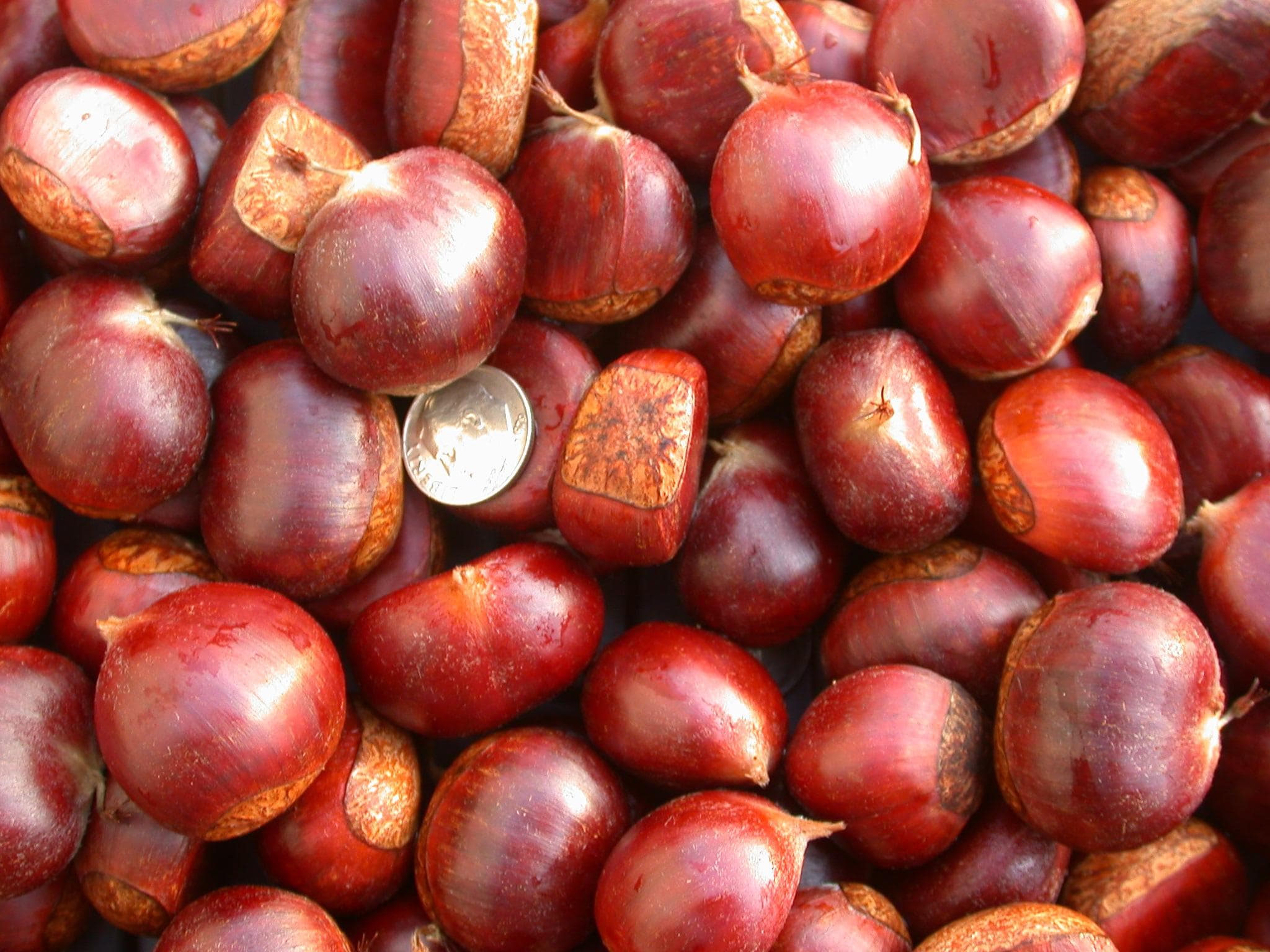 Fresh Chestnuts _ Raw Chestnuts _ Dried Chestnut